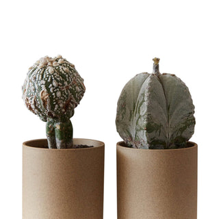 Japan Hasami Porcelain Ceramics Pottery Unglazed Medium Planters - La Gent Thoughtful Gifts